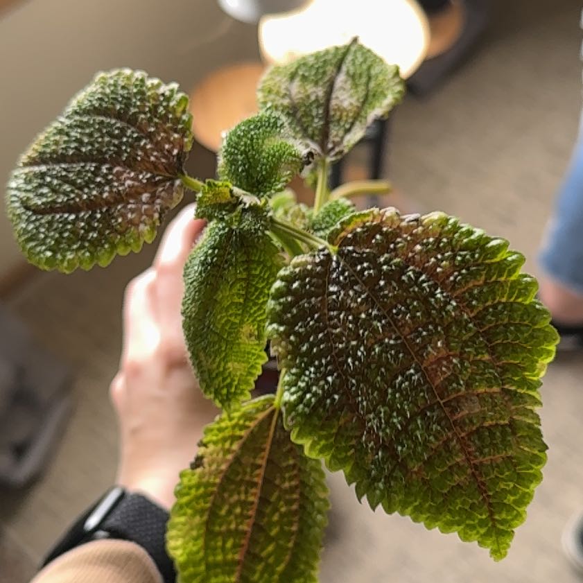 Photo of the plant species Pilea 'Moon Valley' by @OverjoyedTitoki named Tolkien on Greg, the plant care app