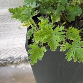Photo of the plant species Sweet Scented Geranium by @LastingSkyplant named Tolkien on Greg, the plant care app