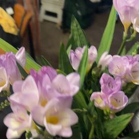 Photo of the plant species Common Freesia by @PetAnthora65 named Goofy on Greg, the plant care app