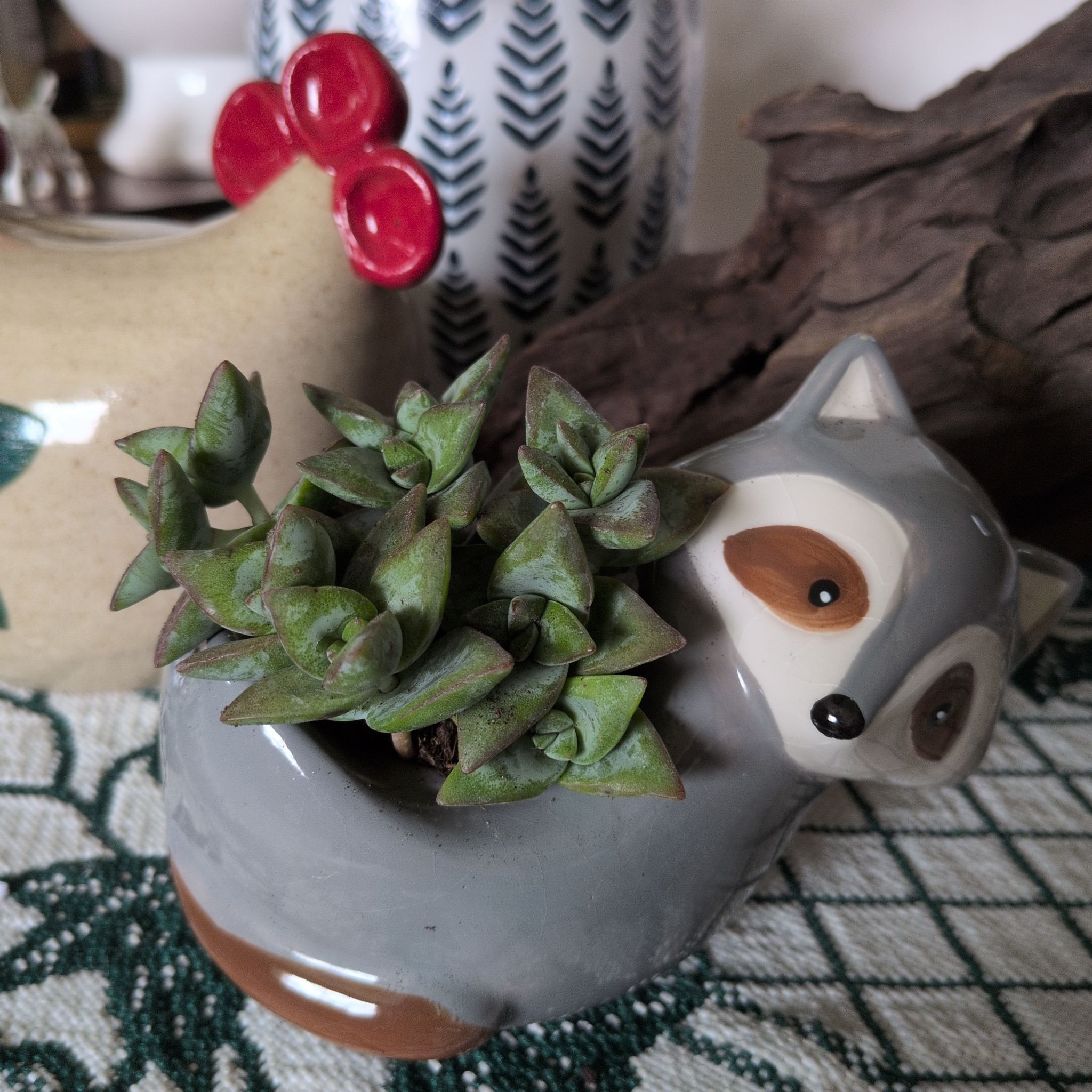 Photo of the plant species Crassula Ivory Towers by @TotalBlusher74 named Huckleberry Fern on Greg, the plant care app