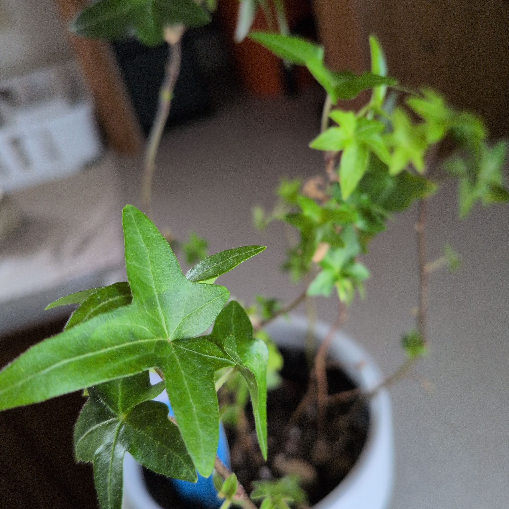 Photo of the plant species Asterisk Ivy by @TotalBlusher74 named Osmo on Greg, the plant care app