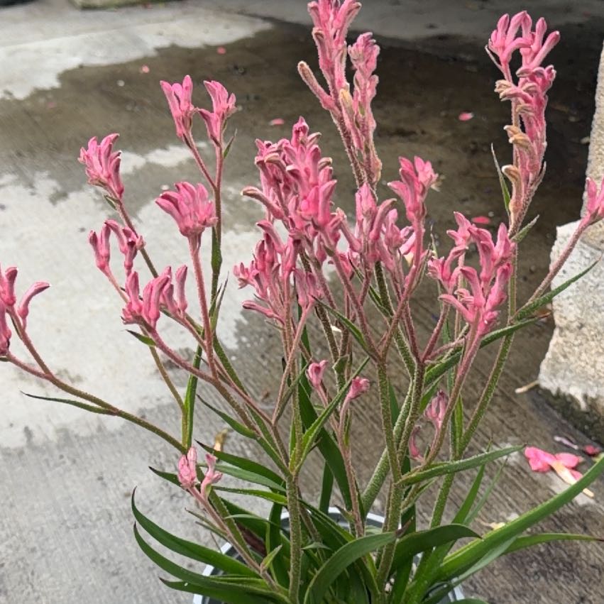 Photo of the plant species Lindheimer's Beeblossom by @ContentTutu0 named Hemingway on Greg, the plant care app