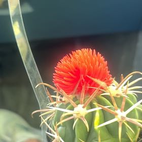 Photo of the plant species Red Pincushion-Protea by @YesHeather34 named Luna on Greg, the plant care app