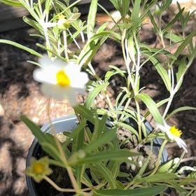 Photo of the plant species Plains Blackfoot by @CalmKaraka39 named Demi on Greg, the plant care app