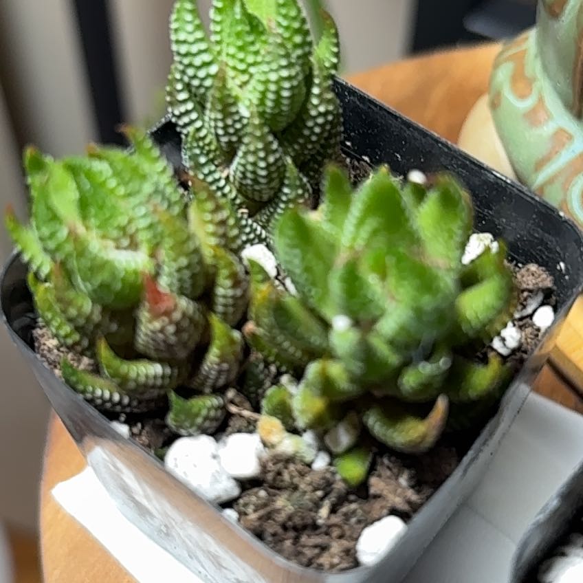 Photo of the plant species Haworthiopsis coarctata by @PetAgboy10 named Maya on Greg, the plant care app