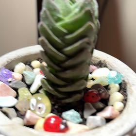Photo of the plant species Crassula 'Chameleon Tongue' by @PetAgboy10 named Zeus on Greg, the plant care app