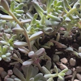 Photo of the plant species Bluebean by @PetAgboy10 named Michelle Branch on Greg, the plant care app