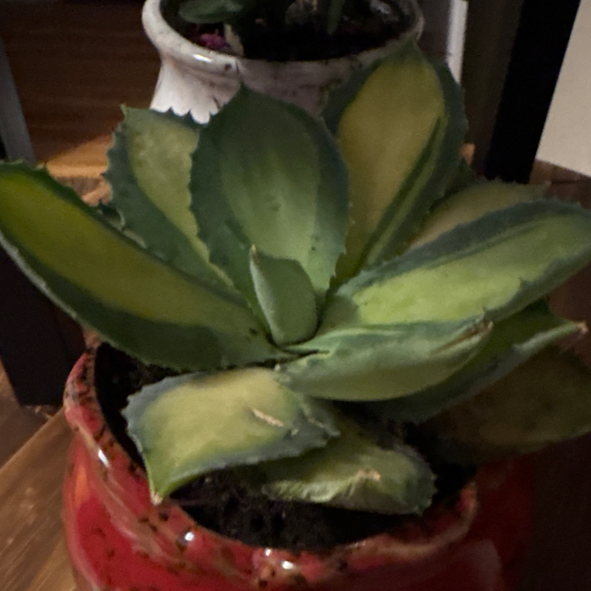Photo of the plant species Agave Raksasa by @PetAgboy10 named Orlando Bloom on Greg, the plant care app