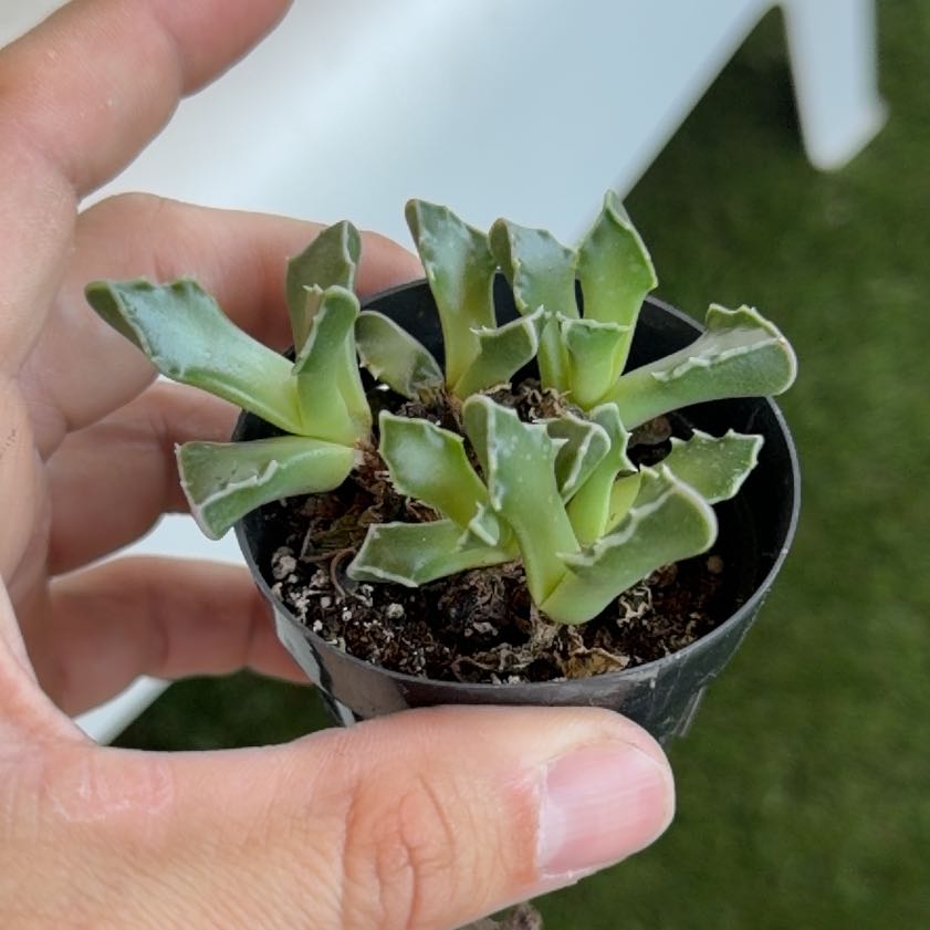 Photo of the plant species Faucaria bosscheana by @JazzyDropwort60 named Elle on Greg, the plant care app