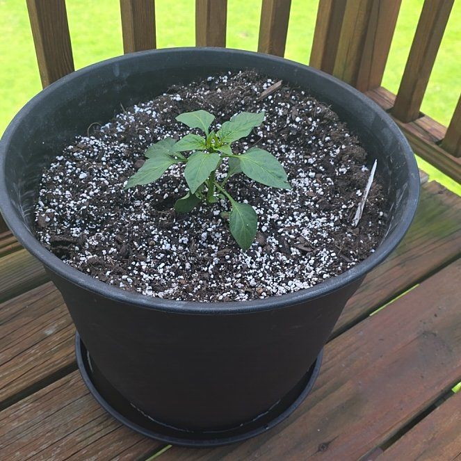 Photo of the plant species Bonnie green bell pepper by @NurseSedum98 named Madonna on Greg, the plant care app