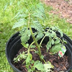 Photo of the plant species Big Boy Tomato by @FastSalsa96 named Big Boy on Greg, the plant care app