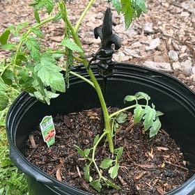 Photo of the plant species Tomato 'Better Boy' by @FastSalsa96 named Better Boy on Greg, the plant care app