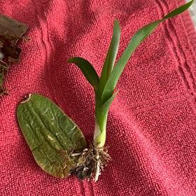 Photo of the plant species Lavender Picotee orchid Or Oncostele Tan Treasures by @YesMedeola66 named Osmo on Greg, the plant care app
