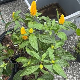 Photo of the plant species Lollipop Plant by @ShinyBlackthorn named Doja Cat on Greg, the plant care app