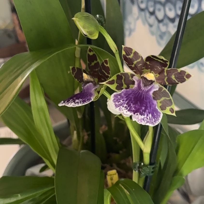 Photo of the plant species Zygopetalum Orchid by @UbiquitaryChia named Leaf Erickson on Greg, the plant care app
