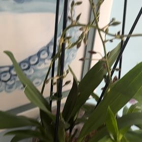 Photo of the plant species Orange Kiss by @UbiquitaryChia named Aria on Greg, the plant care app