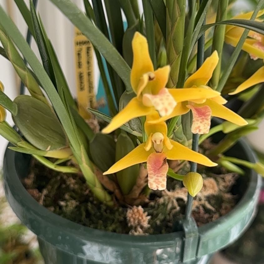 Photo of the plant species Coconut Orchid by @UbiquitaryChia named Apollo on Greg, the plant care app