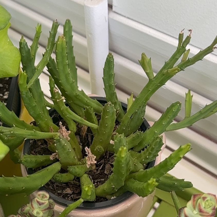 Photo of the plant species Stapelia Planiflora Jacq. by @UbiquitaryChia named Stinky on Greg, the plant care app