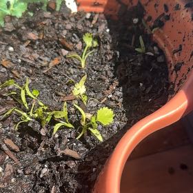 Photo of the plant species Slow Bolt Cilantro by @StalwartDamiana named Mollie on Greg, the plant care app