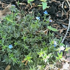 Photo of the plant species Shrubby Gromwell by @StalwartDamiana named Remington on Greg, the plant care app