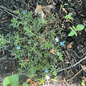 Photo of the plant species Shrubby Gromwell by @StalwartDamiana named Gomez on Greg, the plant care app
