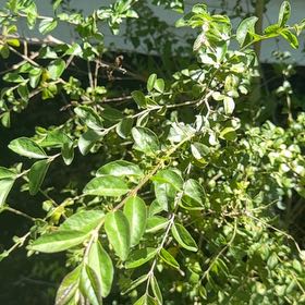 Photo of the plant species Chinese Privet by @StalwartDamiana named Forrest on Greg, the plant care app