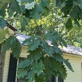 Photo of the plant species Swamp White Oak by @StalwartDamiana named Harper on Greg, the plant care app