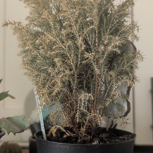 Photo of the plant species European Cypress by @ChicEmoryoak88 named Robert Plant on Greg, the plant care app