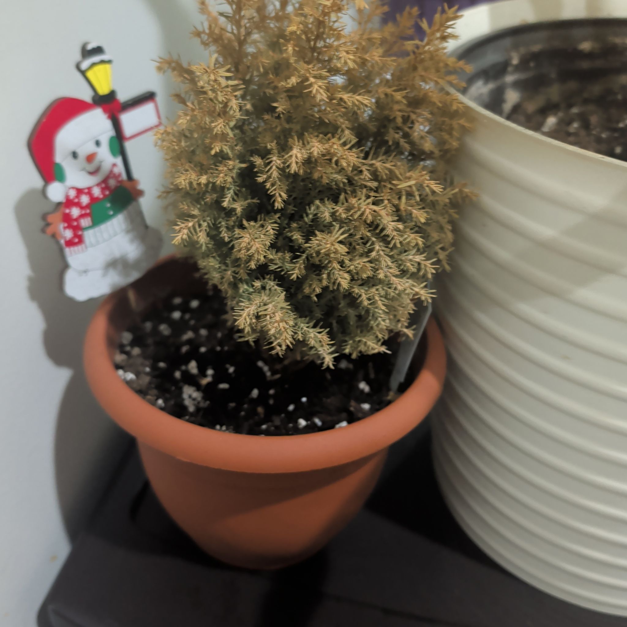 Photo of the plant species European Cypress by @ChicEmoryoak88 named Robert Plant on Greg, the plant care app