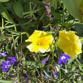 Photo of the plant species African Woodsorrel by @BeefyPlanera23 named Spike Leaves on Greg, the plant care app