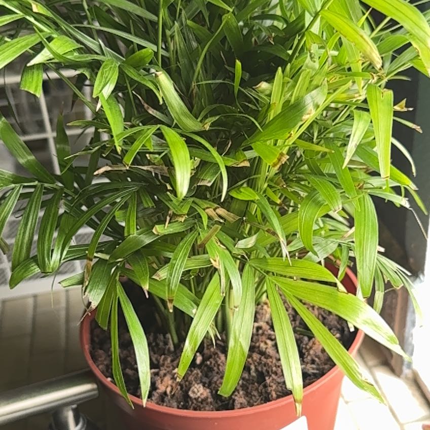 Photo of the plant species Varigated Parlour Palm by @ComicalCat52 named Kobe on Greg, the plant care app