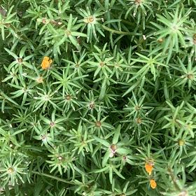 Photo of the plant species Chisme by @ForcefulSedge82 named Luna on Greg, the plant care app