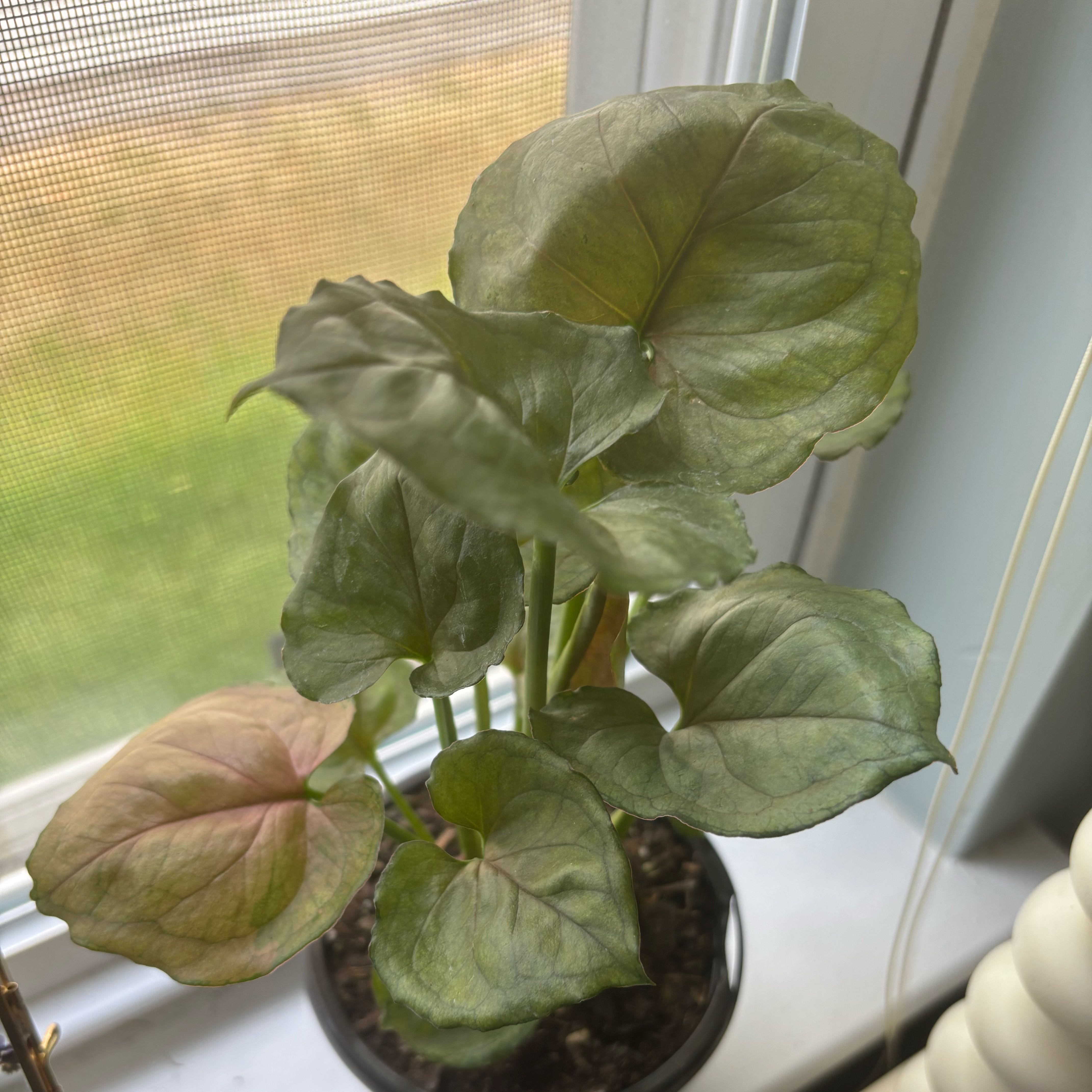 Photo of the plant species Mango Allusion Arrowhead Plant by @AvidRedpine97 named Heartfilia on Greg, the plant care app