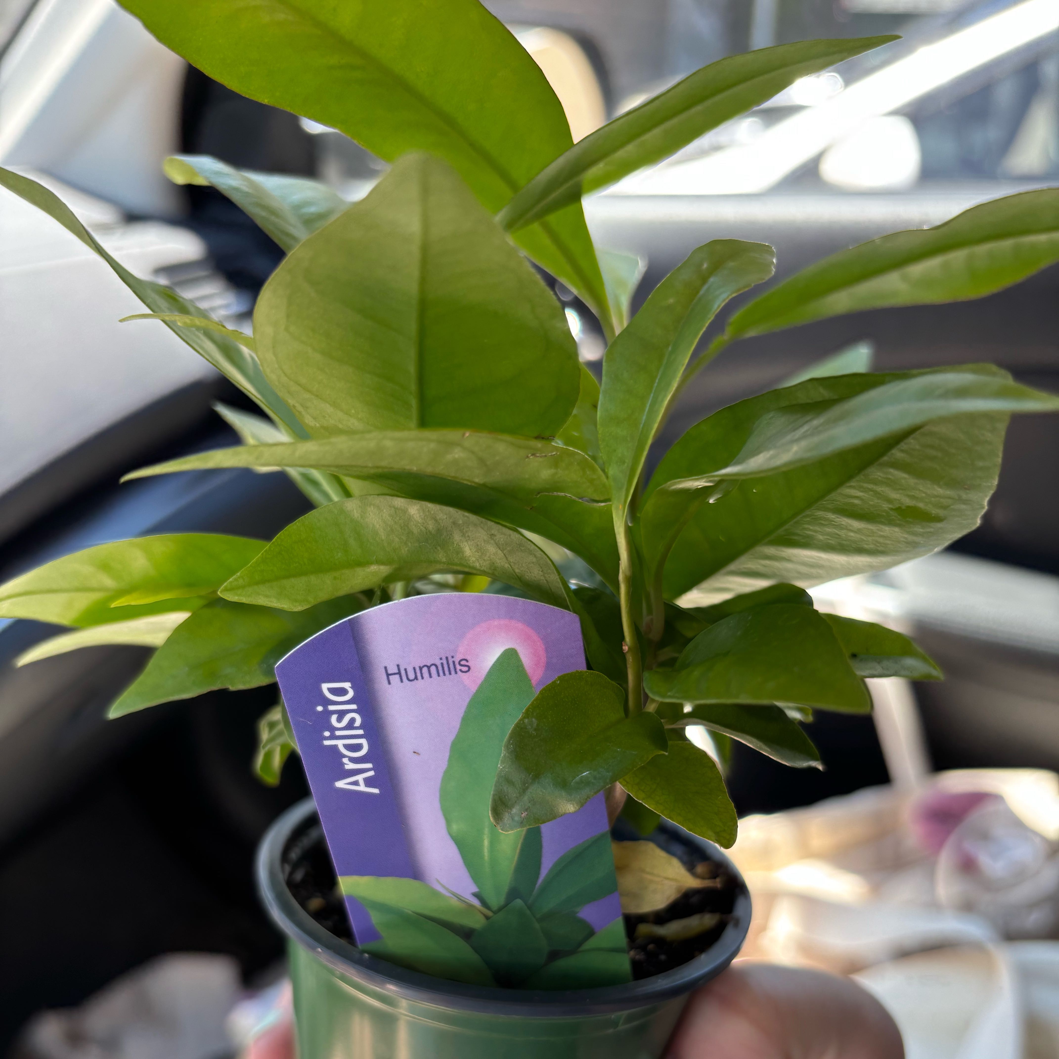 Photo of the plant species Low Shoebutton by @AvidRedpine97 named Armin on Greg, the plant care app