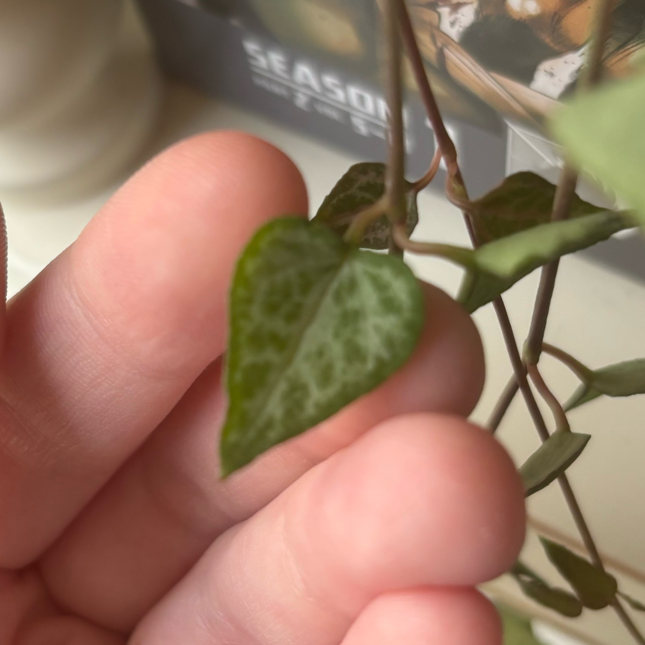 Photo of the plant species String of Spades by @AvidRedpine97 named Chloro on Greg, the plant care app