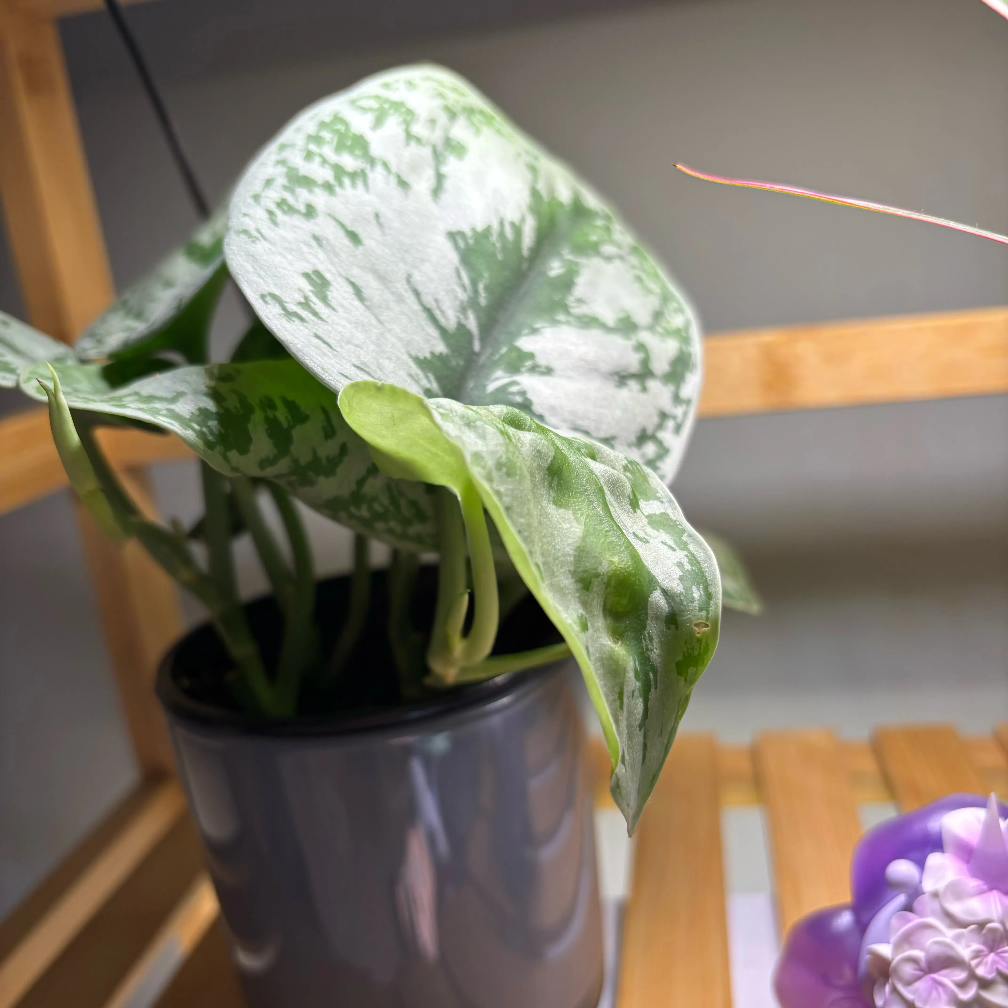 Photo of the plant species Scindapsus pictus 'Silver Splash' by @AvidRedpine97 named Elowen on Greg, the plant care app