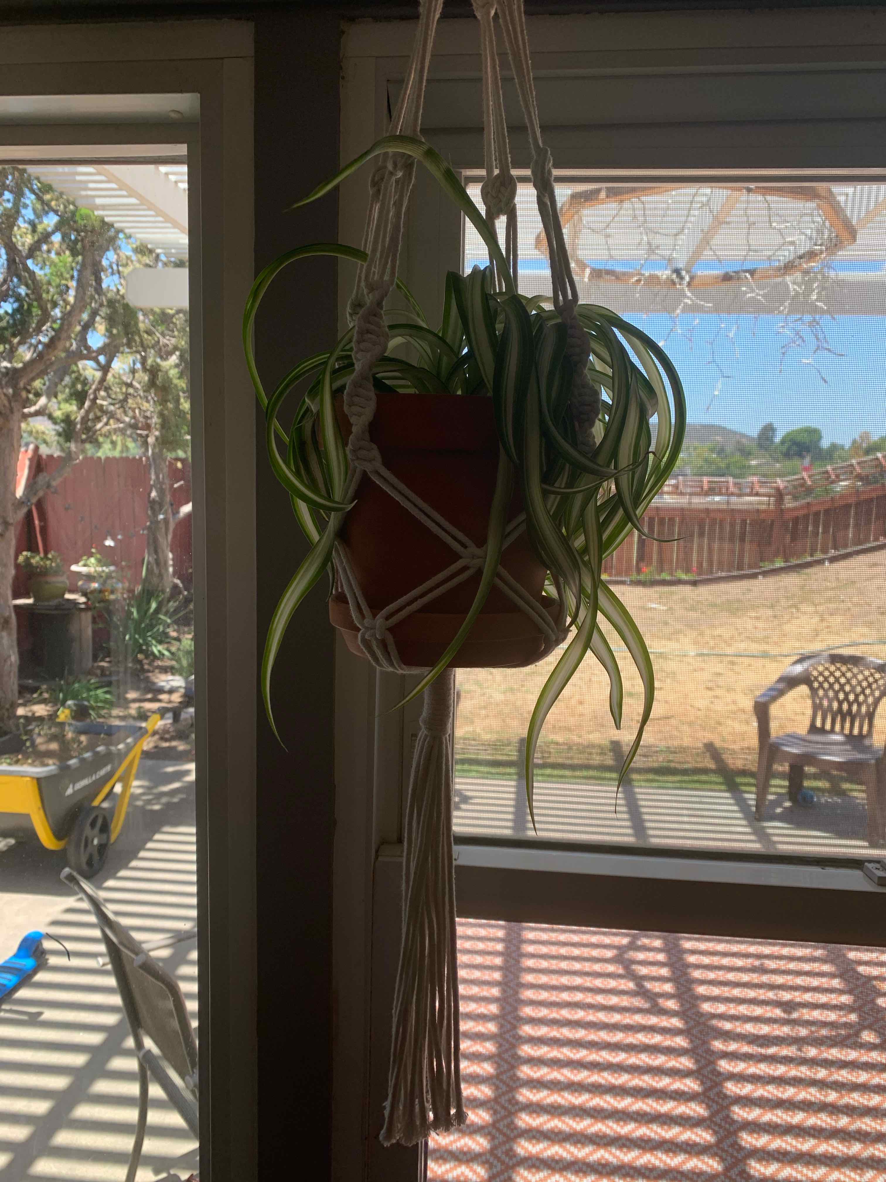 Curly Spider Plant hanging in a macrame holder near a window with natural light.