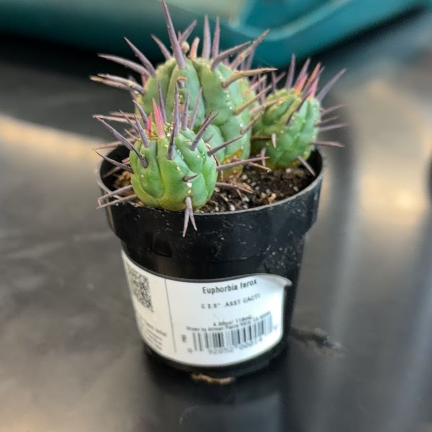 Photo of the plant species Euphorbia ferox by @WinSedge21 named Gomez on Greg, the plant care app