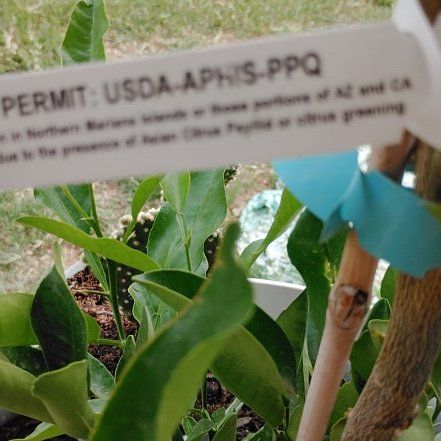 Photo of the plant species Sweetbay Magnolia by @AdaptableTule named Treeyoncé on Greg, the plant care app