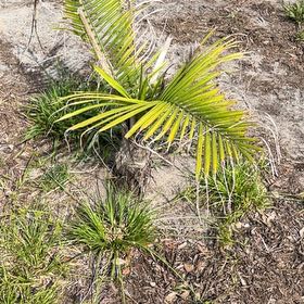 Photo of the plant species Canary Island Date Palm by @SirRichweed86 named Einstein on Greg, the plant care app