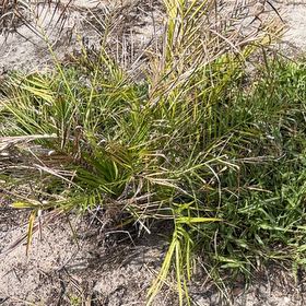 Photo of the plant species Florida Arrowroot by @SirRichweed86 named Pax on Greg, the plant care app