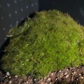 Photo of the plant species Broom Forkmoss by @TryAgboy66 named Fernie Mac on Greg, the plant care app