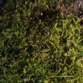 Photo of the plant species Delicate Thuidium Moss by @TryAgboy66 named Doja Cat on Greg, the plant care app