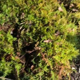 Photo of the plant species Delicate Thuidium Moss by @TryAgboy66 named James Dean on Greg, the plant care app
