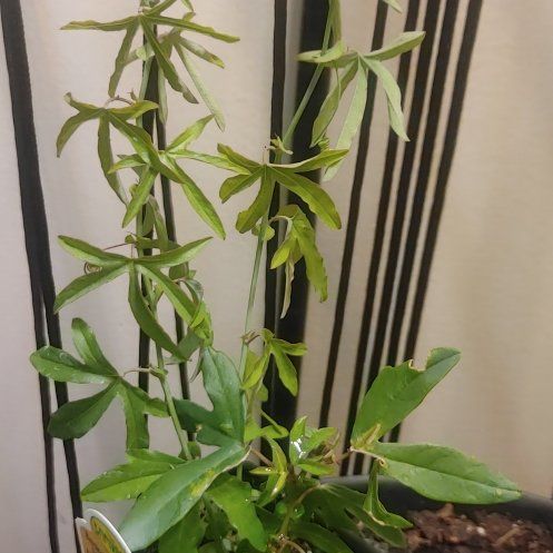 Photo of the plant species Bluecrown Passionflower by @SageAlmond79 named Figyonce on Greg, the plant care app