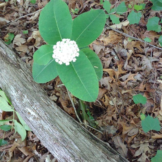 Photo of the plant species Common Milkweed by @MasterPhalsa37 named Tree Diddy on Greg, the plant care app