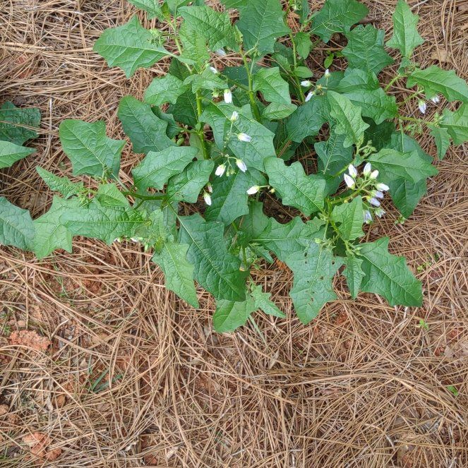 Photo of the plant species Bull Nettle by @MasterPhalsa37 named Remington on Greg, the plant care app