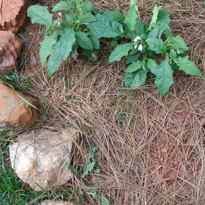 Photo of the plant species Bull Nettle by @MasterPhalsa37 named Nithin on Greg, the plant care app