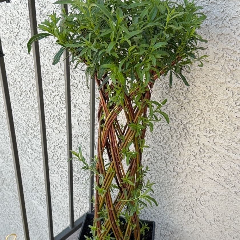 Photo of the plant species braided willow by @SageChaya62 named Elle on Greg, the plant care app
