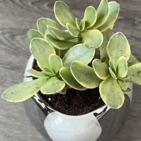 Photo of the plant species Crassula platyphylla 'Halo' by @TryWormseed87 named Xena on Greg, the plant care app